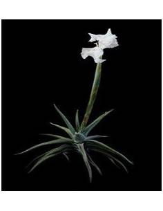 Tillandsia Xiphioides Ecoterrazas 2