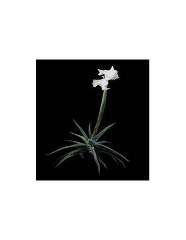 Tillandsia Xiphioides Ecoterrazas