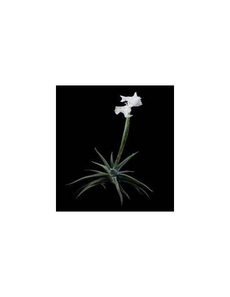 Xiphioides Tillandsia Ecoterrazas