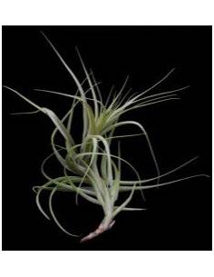 Incarnata Tillandsia Ecoterrazas 2