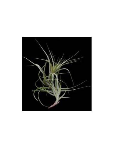 Tillandsia Incarnata Ecoterrazas