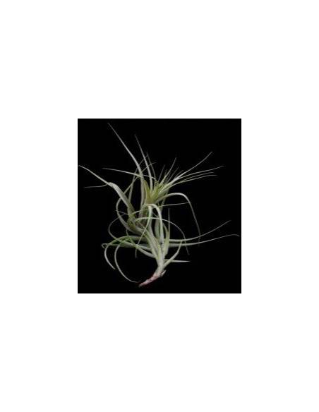 Incarnata Tillandsia Ecoterrazas