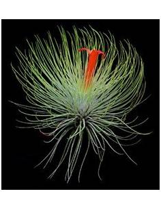 Andreana Tillandsia Ecoterrazas 2