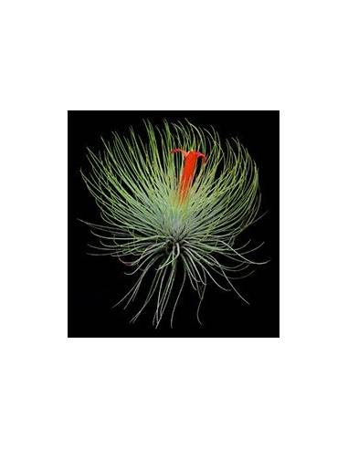 Tillandsia Andreana Ecoterrazas