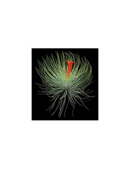 Andreana Tillandsia Ecoterrazas