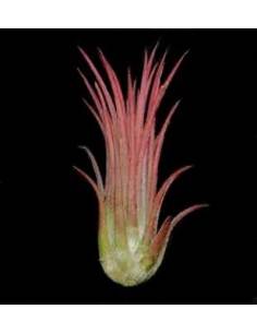 Tillandsia Ionantha Rosea Ecoterrazas 2