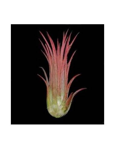 Tillandsia Ionantha Rosea Ecoterrazas