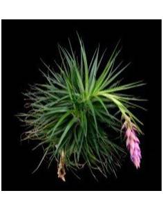 Tillandsia Stricta Ecoterrazas 2