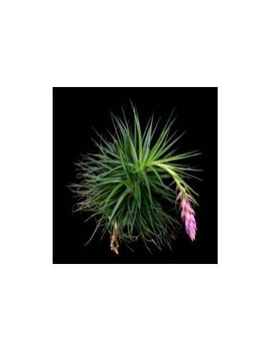 Tillandsia Stricta Ecoterrazas