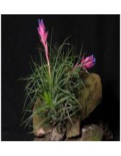 Tillandsia Stricta Amethyst Ecoterrazas