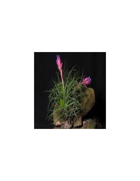Stricta amethyst Tillandsia Ecoterrazas