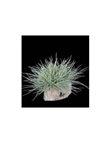 Tillandsia Setacea Pulk Ecoterrazas