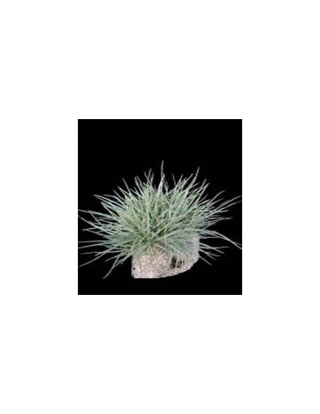 Setacea pulk Tillandsia Ecoterrazas