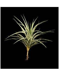 Stricta albiflora Tillandsia Ecoterrazas