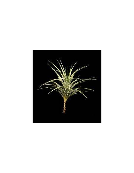 Stricta albiflora Tillandsia Ecoterrazas