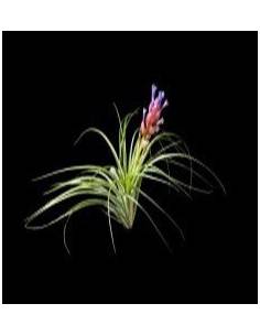 Tillandsia Stricta Soft Ecoterrazas 2