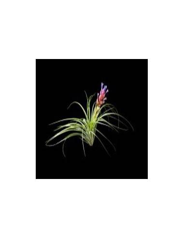 Stricta soft Tillandsia Ecoterrazas