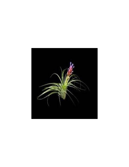 Stricta soft Tillandsia Ecoterrazas