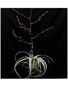 Tillandsia Flexuosa Ecoterrazas 2