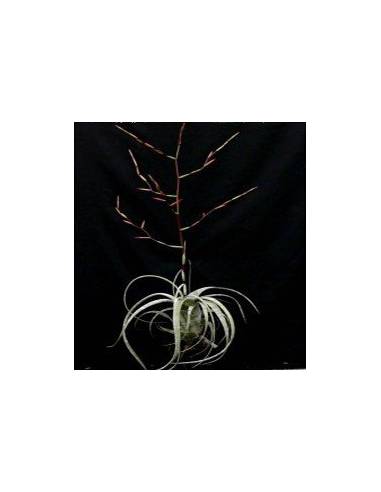 Tillandsia Flexuosa Ecoterrazas