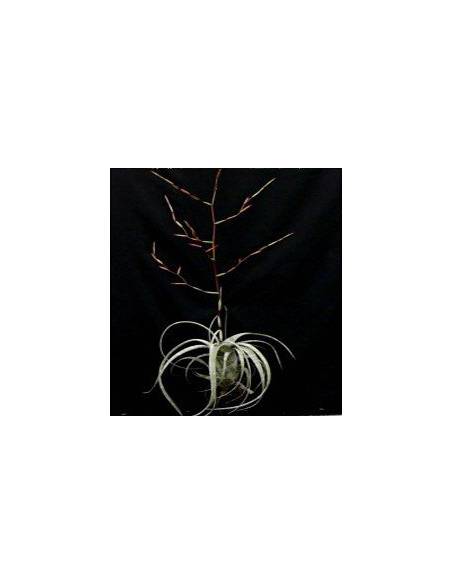 Tillandsia Flexuosa Ecoterrazas