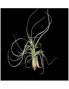 Pseudobaileyi Tillandsia Ecoterrazas 2