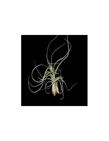 Tillandsia Pseudobaileyi Ecoterrazas