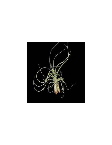 Pseudobaileyi Tillandsia Ecoterrazas
