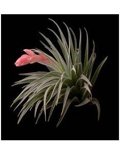 Recurvifolia Tillandsia Ecoterrazas