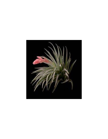 Tillandsia Recurvifolia Kork Ecoterrazas