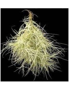 Tillandsia Recurvata Pulk Ecoterrazas 2
