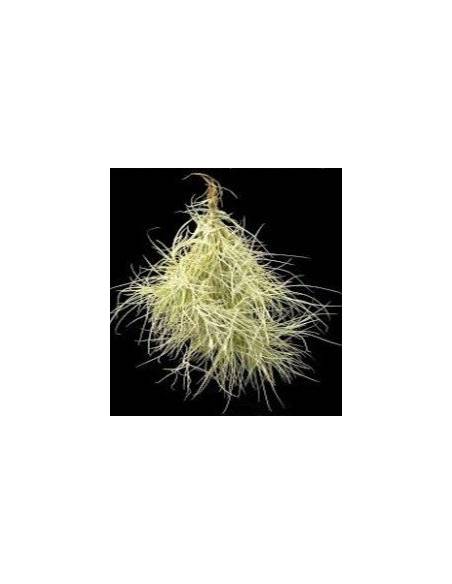 Tillandsia Recurvata Pulk Ecoterrazas