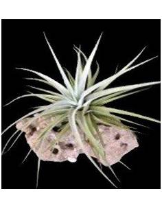 Secunda Tillandsia Ecoterrazas 2