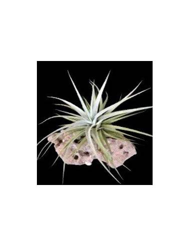 Secunda Tillandsia Ecoterrazas