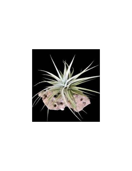 Secunda Tillandsia Ecoterrazas