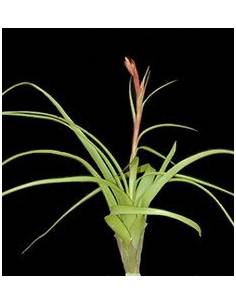 Tillandsia Balbisiana Ecoterrazas 2