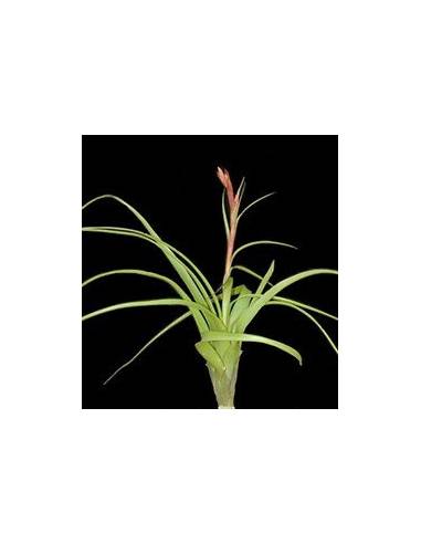 Tillandsia Balbisiana Ecoterrazas