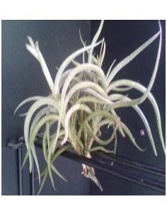 Tillandsia Myosura Clump Ecoterrazas 2