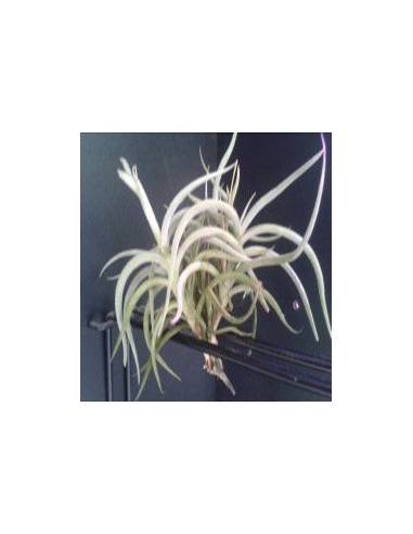 Tillandsia Myosura Clump Ecoterrazas