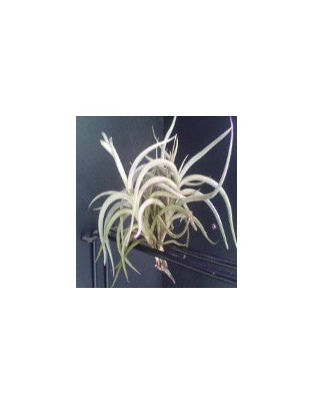 Tillandsia Myosura Clump Ecoterrazas