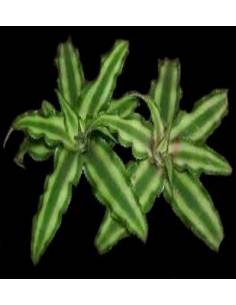 Bromeliácea cryptanthus bivittatus lose