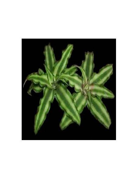 Bromeliácea cryptanthus bivittatus lose