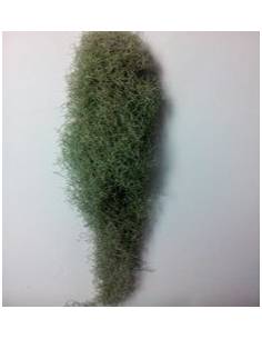 Tillandsia Usneoides Spiderweb Ecoterrazas
