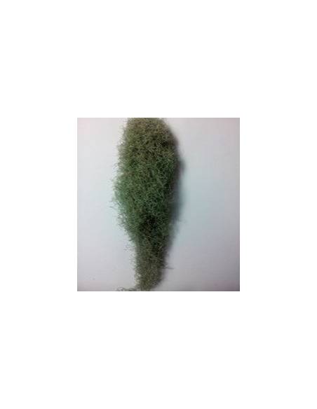 Tillandsia Usneoides Spiderweb Ecoterrazas