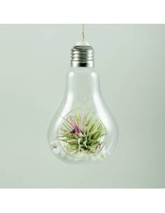 Terrario light ionantha ionantha