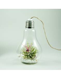 Terrario light ionantha ionantha 2