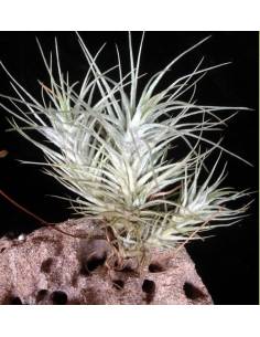 Tillandsia Heteromorpha Pulk Ecoterrazas 2