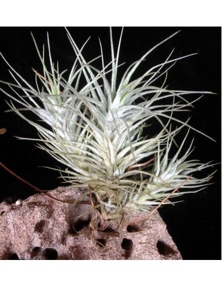 Tillandsia Heteromorpha Pulk Ecoterrazas