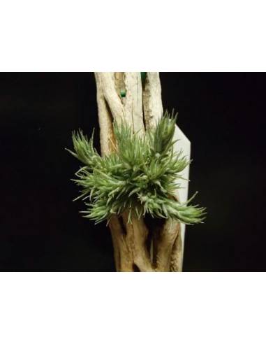 Tillandsia Tricholepis Pulk Ecoterrazas
