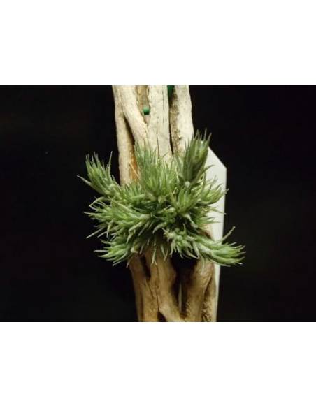 Tricholepis Pulk Tillandsia Ecoterrazas